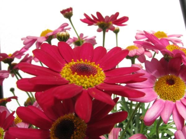 0006_Nice_flowers.jpg
