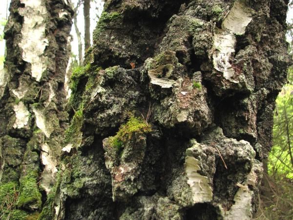 0010_Overgrown_birch.jpg