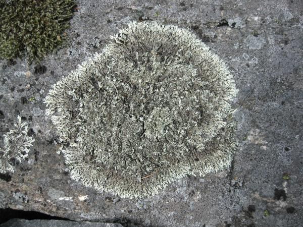 0015_Growth_on_the_rock.jpg