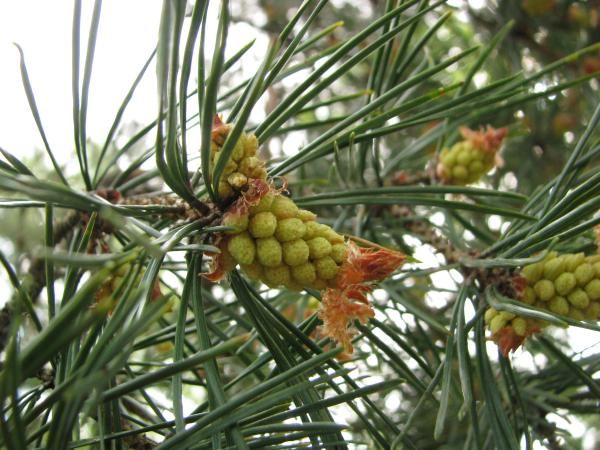 0023_Developing_pine_cone.jpg