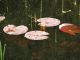 0028_Lily_pads_on_the_surface.jpg