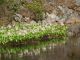 0031_Waterflowers.jpg