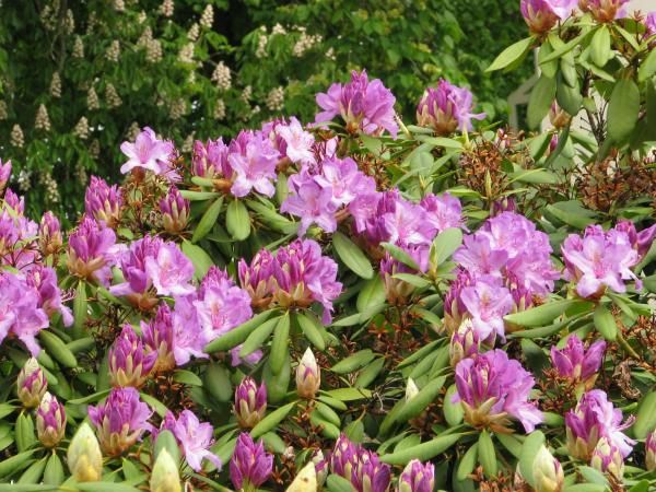 0045_Rhododendron.jpg