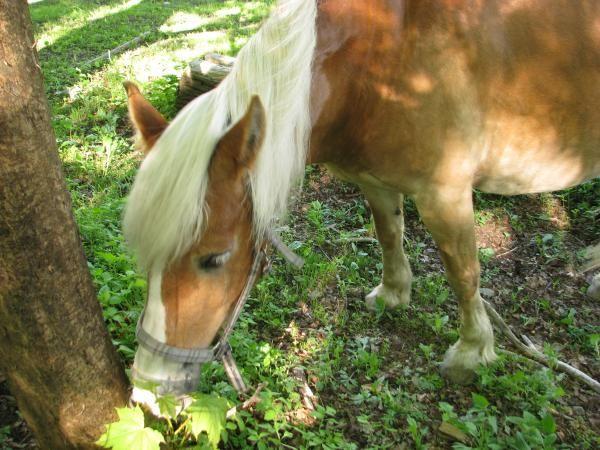 0085_Horse.jpg
