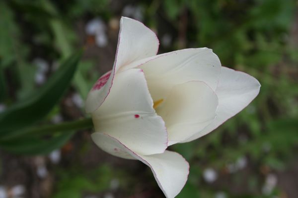 005_odessa_01f.jpg